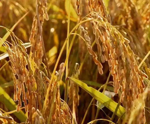 黑龙江男子种水稻,一斤大米卖到15元,一年卖出7亿多元