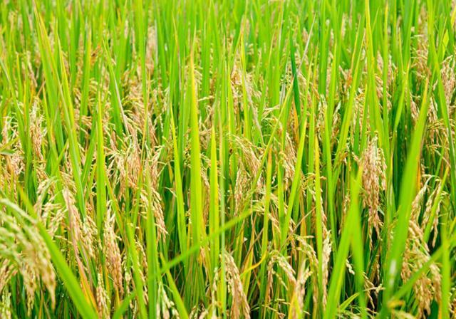 水稻种植流程水稻种植的六个过程图