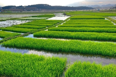 丘北县曰者镇打造2000亩优质水稻种植基地