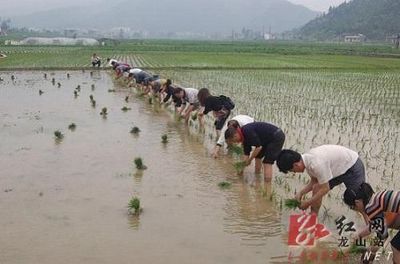 龙山县引进水稻新品种178个_新闻中心_新浪网