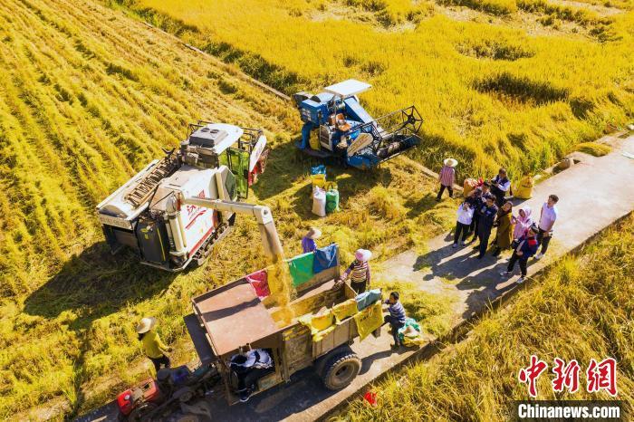 梧州水稻种植喜获丰收 天气晴好农民抢收