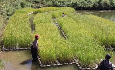 平谷鱼坑种粮食,还有这种操作?!