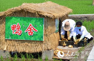 黑龙江 互联网相遇有机 鸭稻米 水稻种植业迎来新机遇