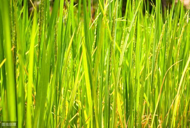 在水稻种植中,如果播种时间不合理,也会对水稻产量产生很大影响.