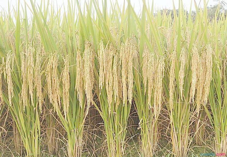 兴趣爱好 其它兴趣爱好 种植 《水稻旱育旱种栽培技术》正文     水稻