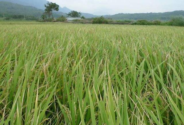 原创种植水稻苗期时秧苗容易枯死这3种病害不可轻视