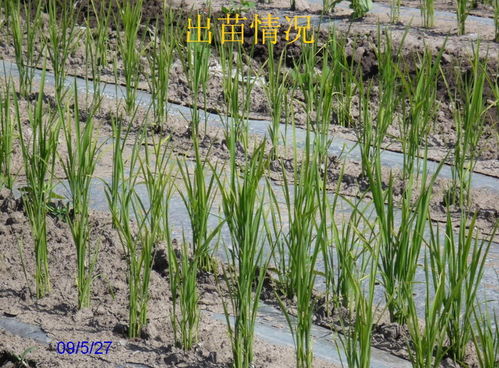 新疆水稻直播膜下滴灌旱作栽培试验研究 图片格式 中国节水灌溉网