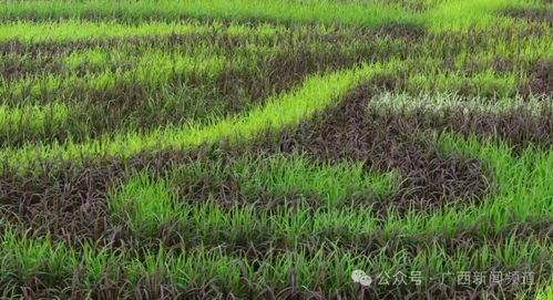 水稻为笔田地作画布,宾阳稻田艺术画美不胜收