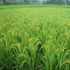 芜湖县银穗水稻种植专业合作社